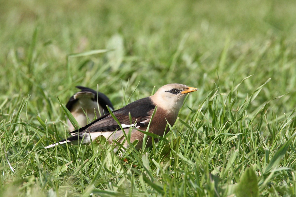 Vinous-breasted Myna - Tomi Frank