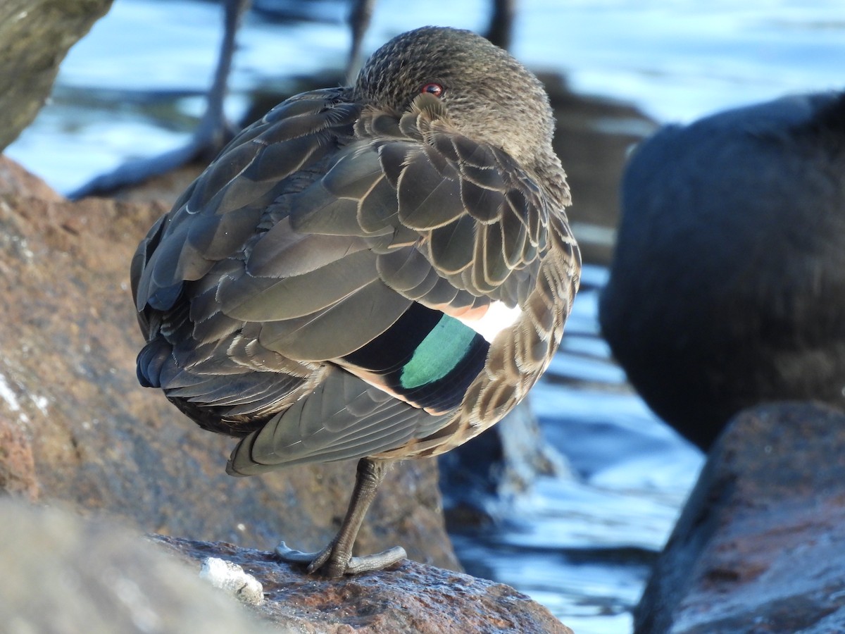 Chestnut Teal - ML617961259