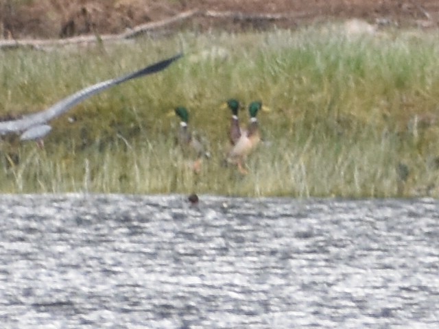 Green-winged Teal - ML617961260