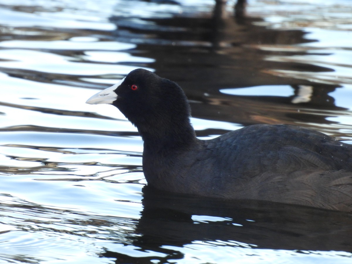 Eurasian Coot - ML617961263