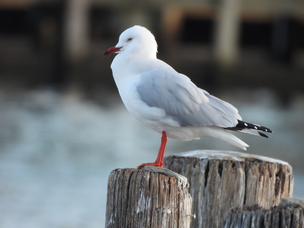 Mouette argentée - ML617961264