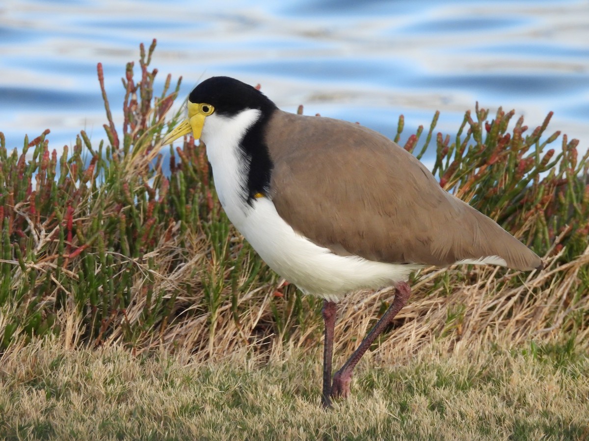 Masked Lapwing - ML617961265