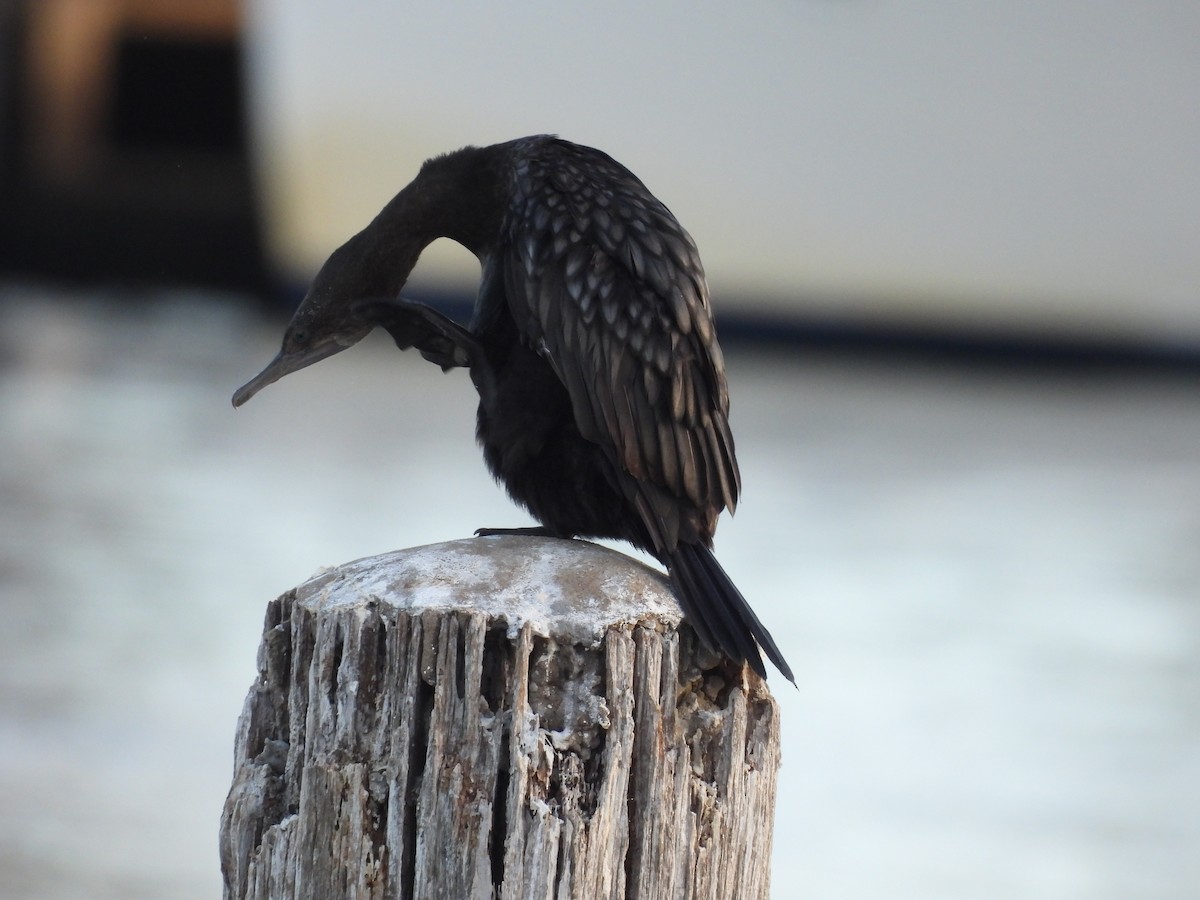 Little Black Cormorant - ML617961268