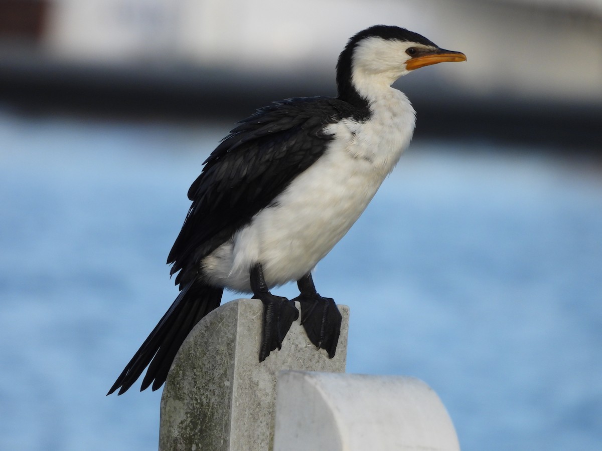 Little Pied Cormorant - ML617961269