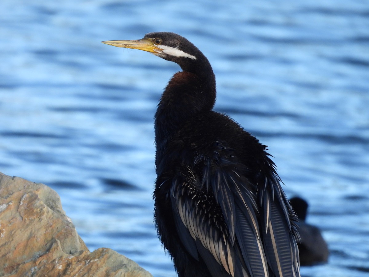 Anhinga d'Australie - ML617961270