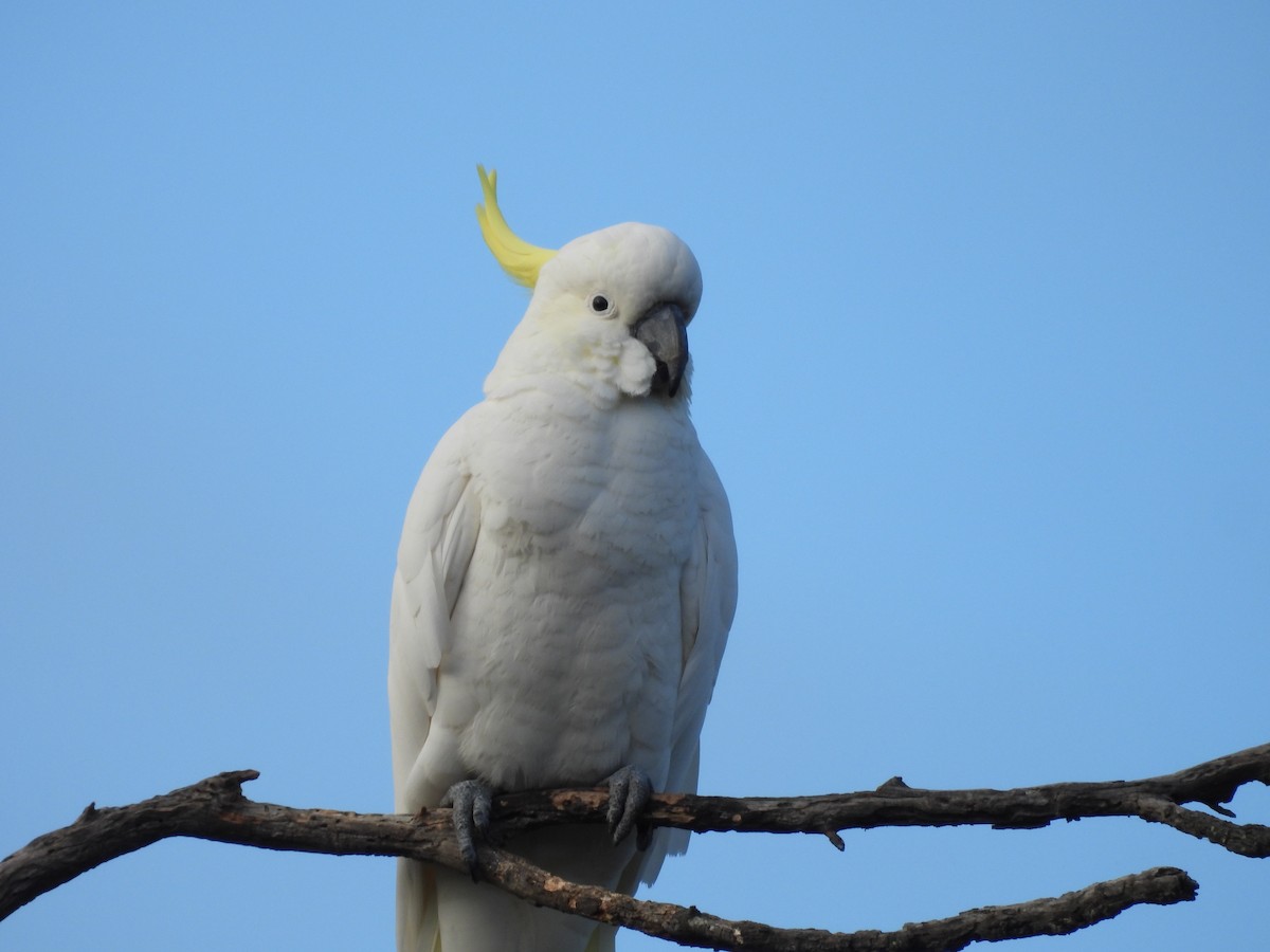 Sulphur-crested Cockatoo - ML617961271