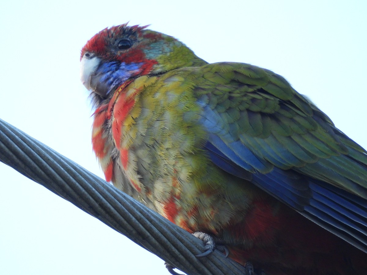 Crimson Rosella - ML617961278