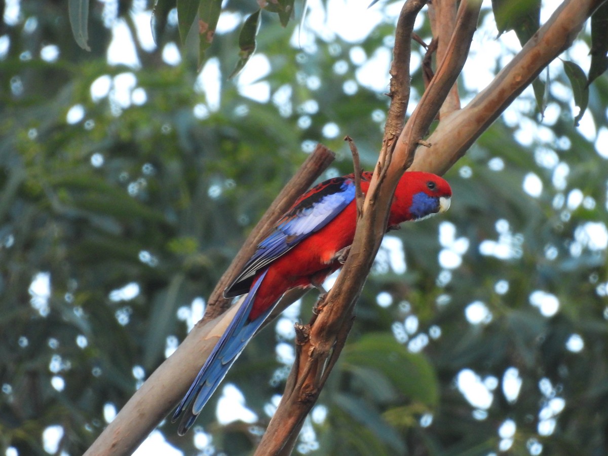 Crimson Rosella - ML617961279