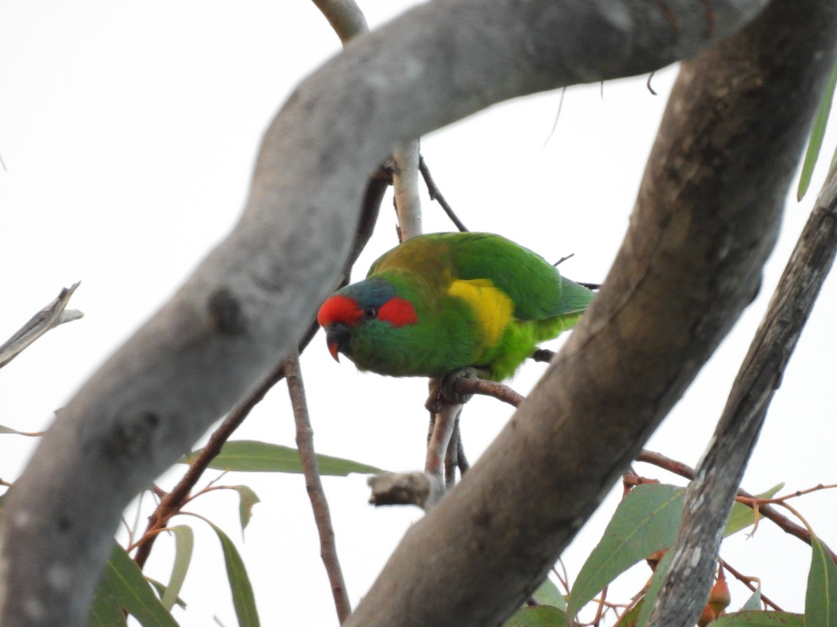 Musk Lorikeet - Chanith Wijeratne