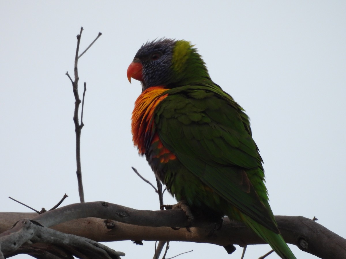 Rainbow Lorikeet - ML617961286