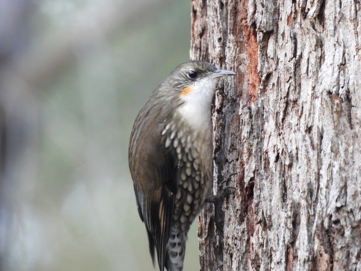 White-throated Treecreeper - ML617961295