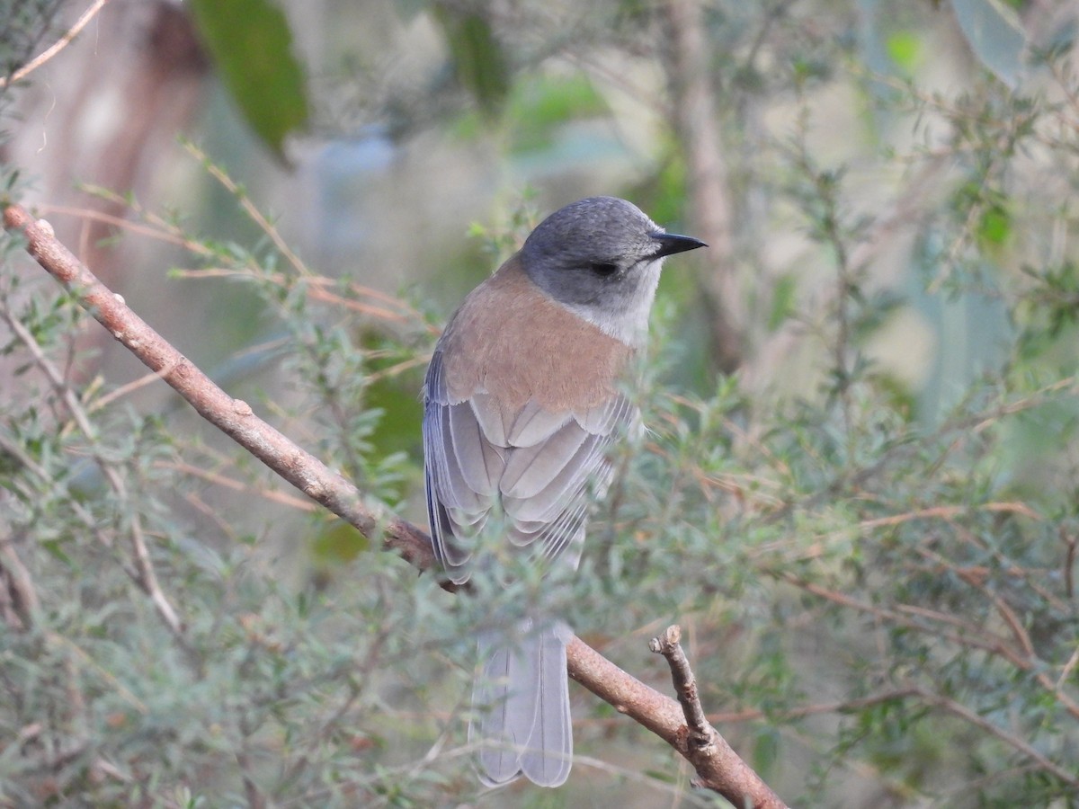 Gray Shrikethrush - ML617961298