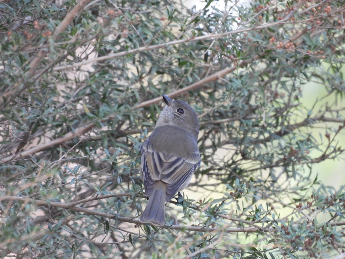 Golden Whistler - ML617961299