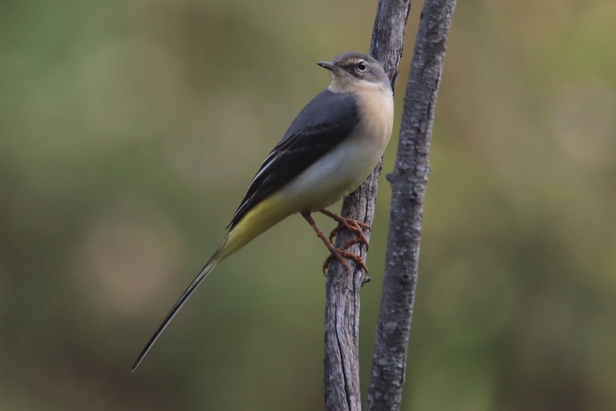 Gray Wagtail - Tomi Frank