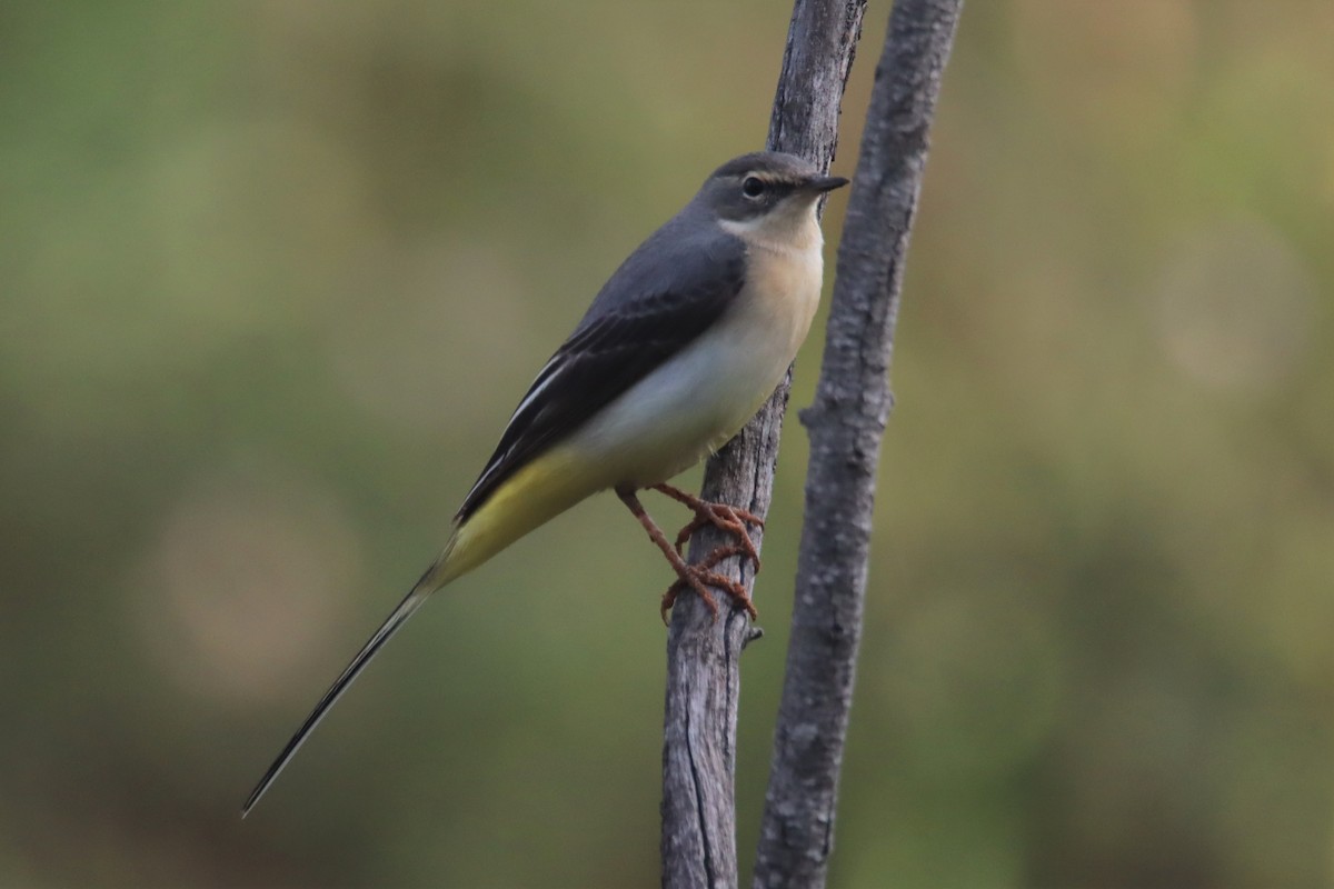 Gray Wagtail - Tomi Frank