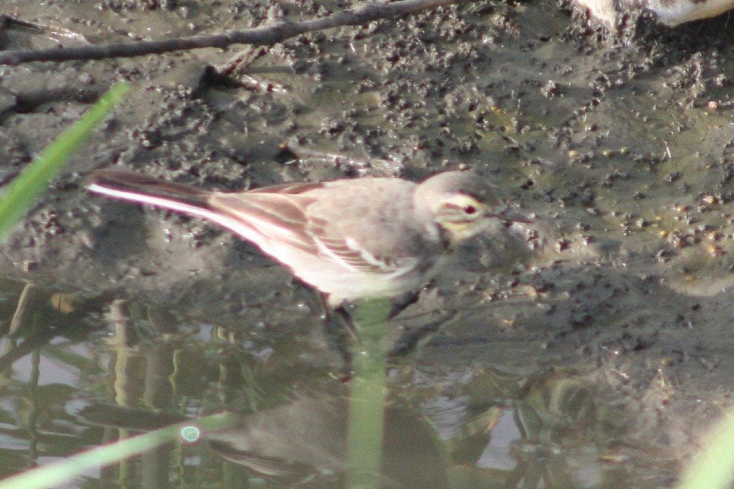 Citrine Wagtail - ML617961331