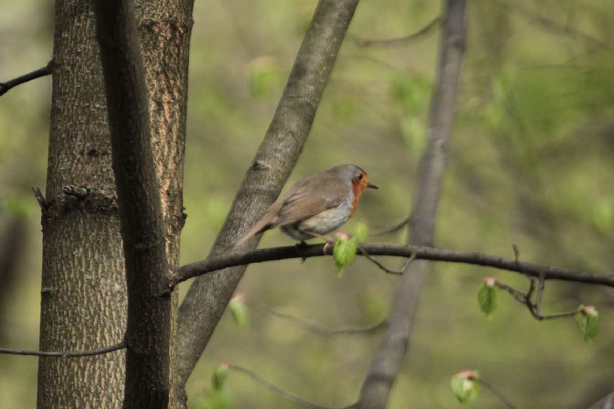 European Robin - Elena Popova