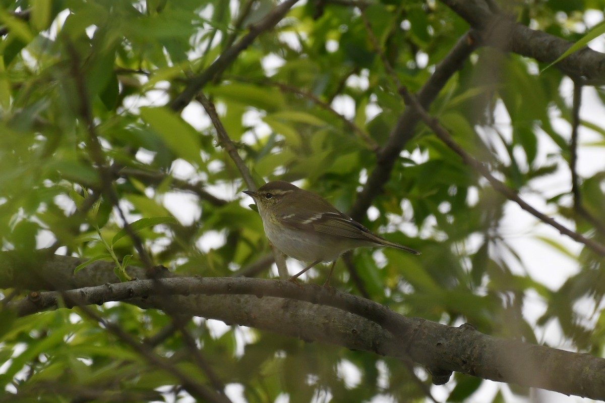 Yellow-browed Warbler - Jinseong Lee