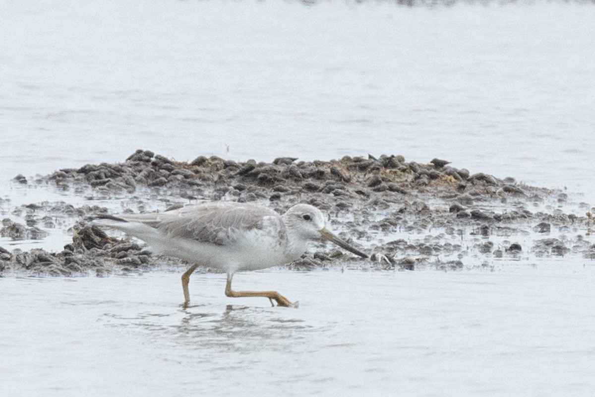 Nordmann's Greenshank - ML617961461