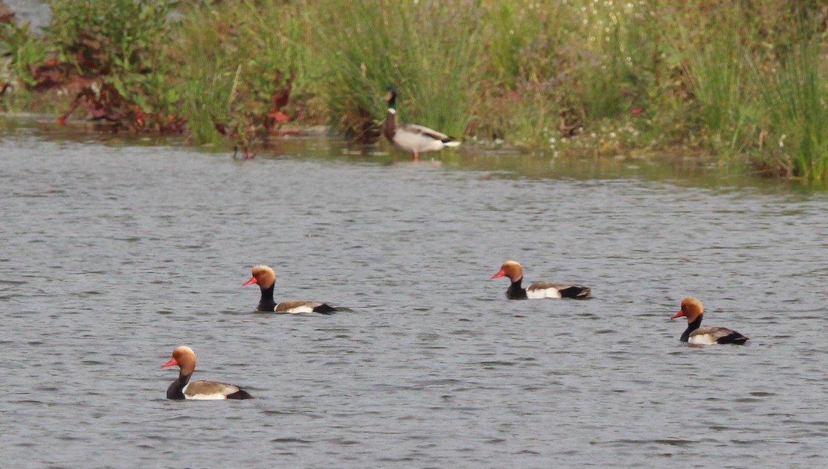 Red-crested Pochard - Nelson Fonseca