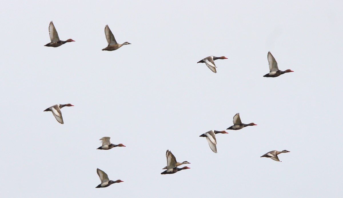 Red-crested Pochard - Nelson Fonseca