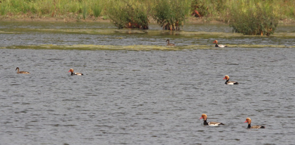 Red-crested Pochard - Nelson Fonseca