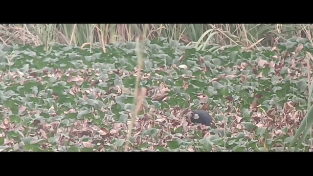 African Swamphen - ML617961547