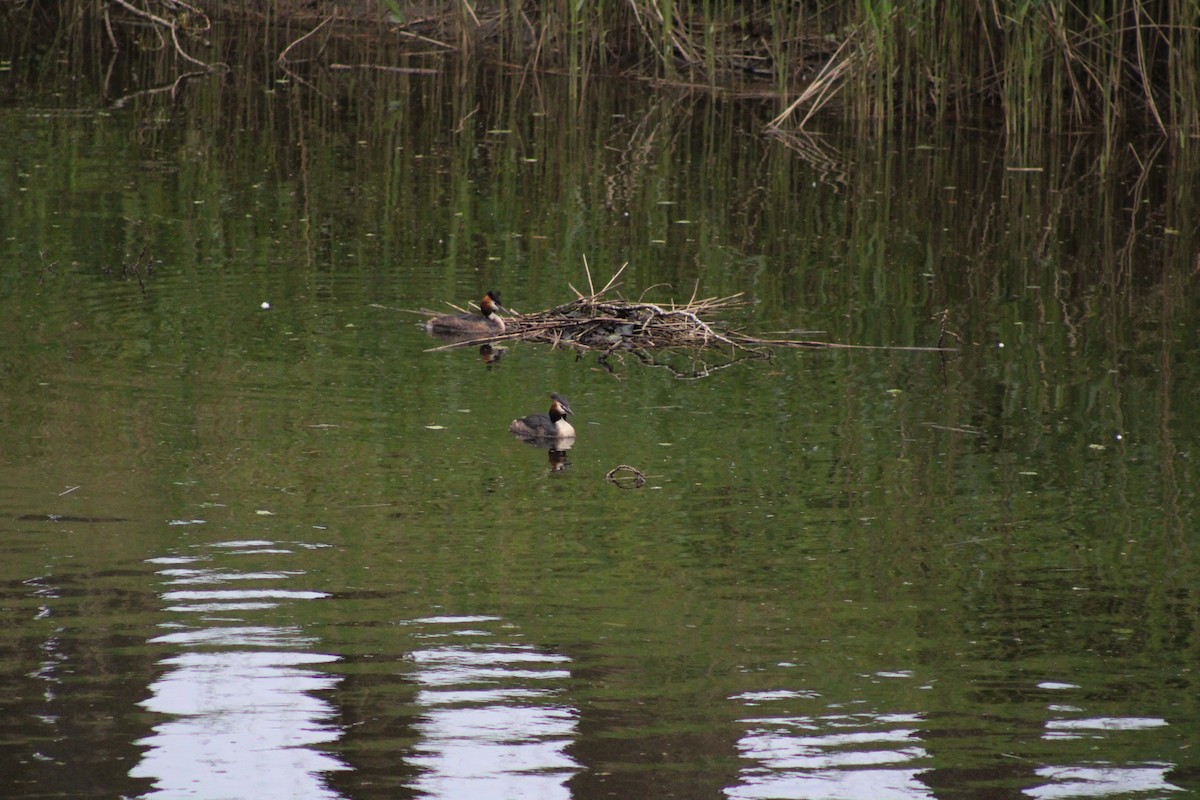 Great Crested Grebe - ML617961550
