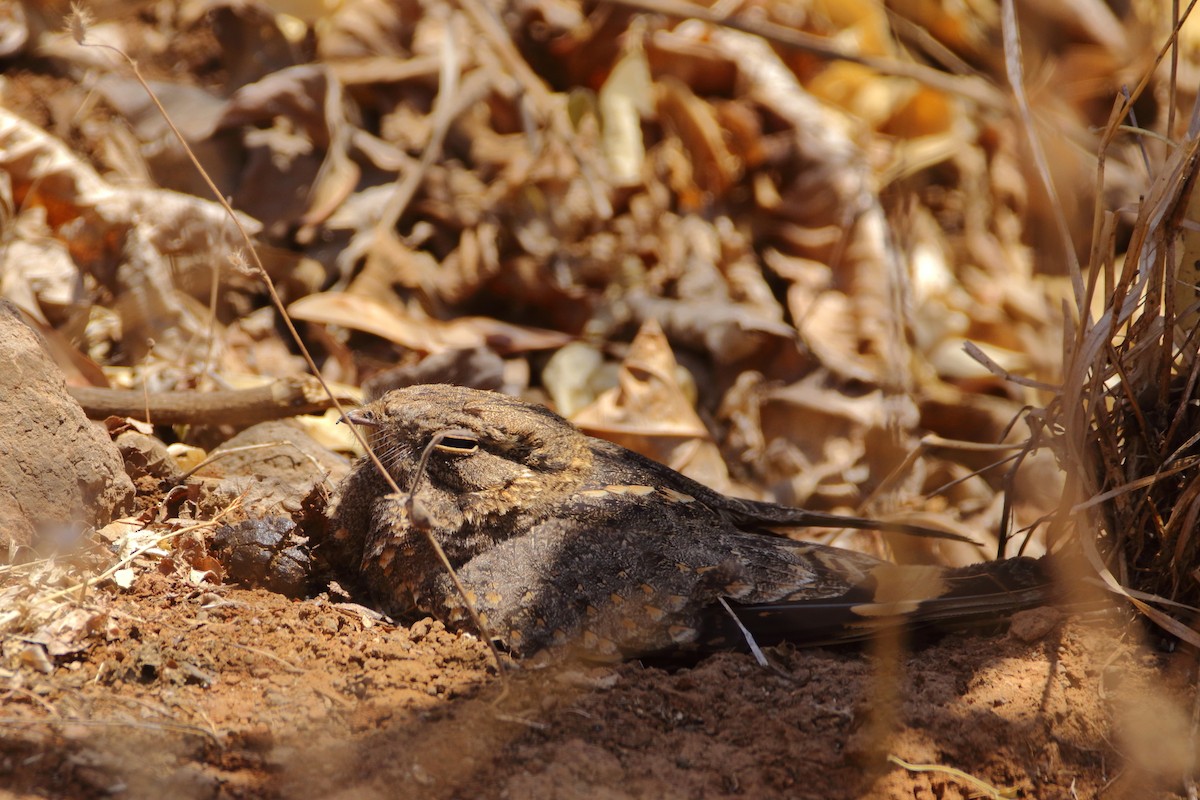 Savanna Nightjar - ML617961551