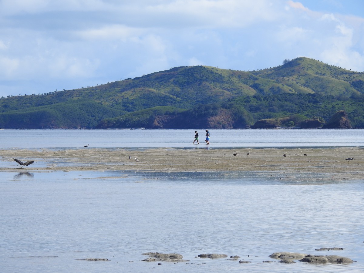 White-faced Heron - ML617961587