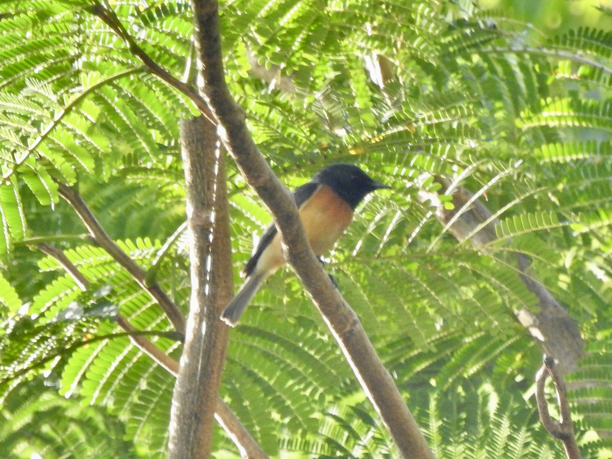 Vanikoro Flycatcher - ML617961592