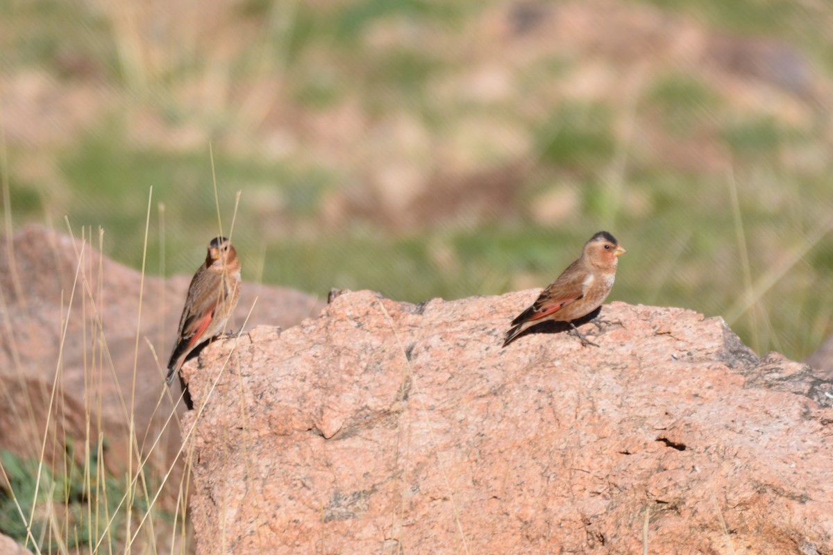 Crimson-winged Finch (African) - ML617961595