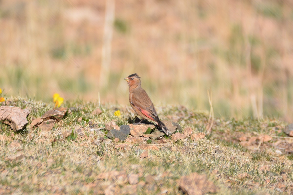Crimson-winged Finch (African) - ML617961596