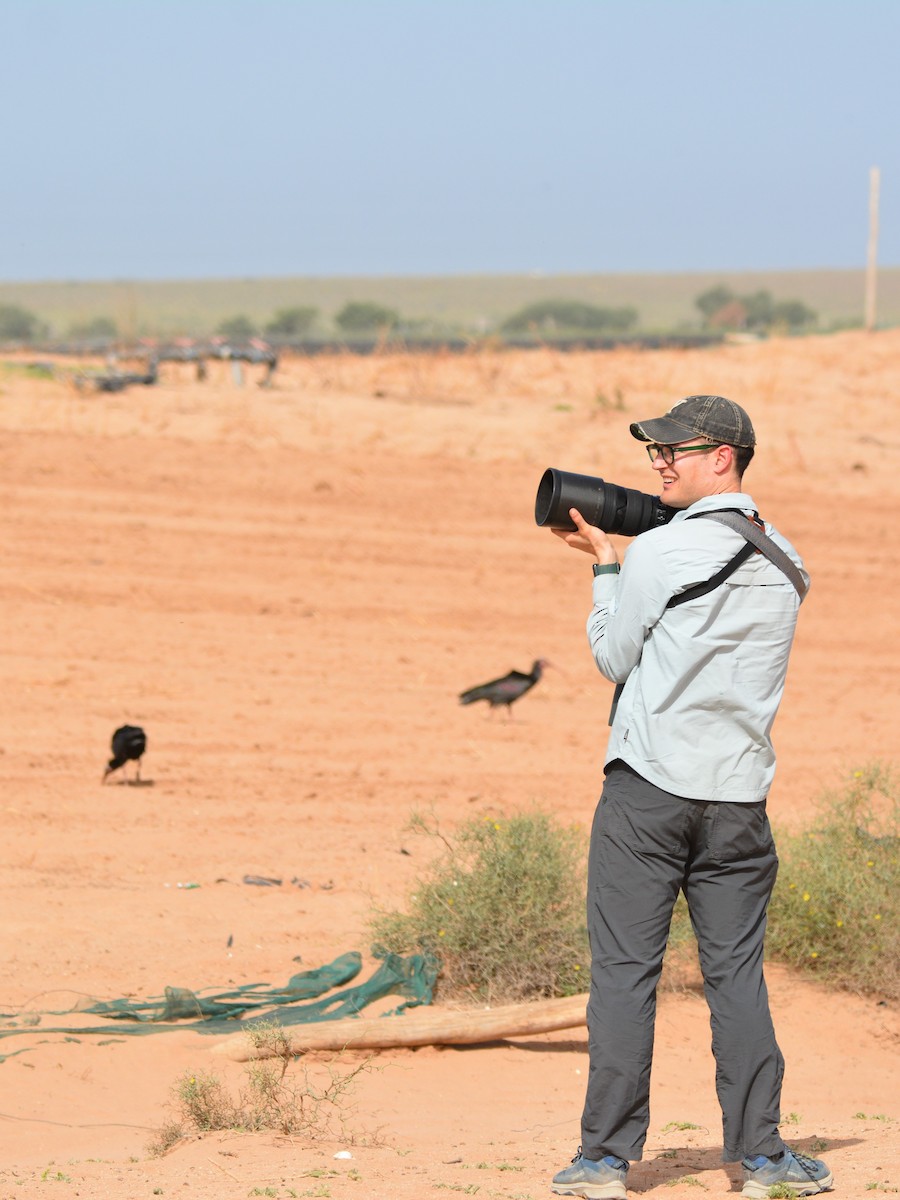 Northern Bald Ibis - ML617961654