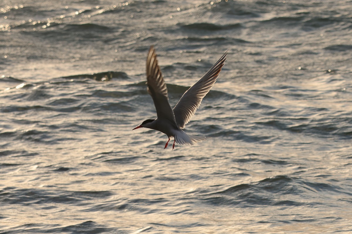 Common Tern - ML617961740