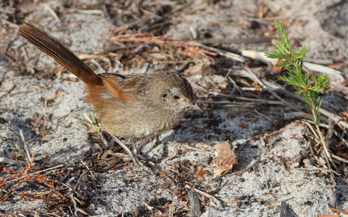 Western Bristlebird - ML617961749