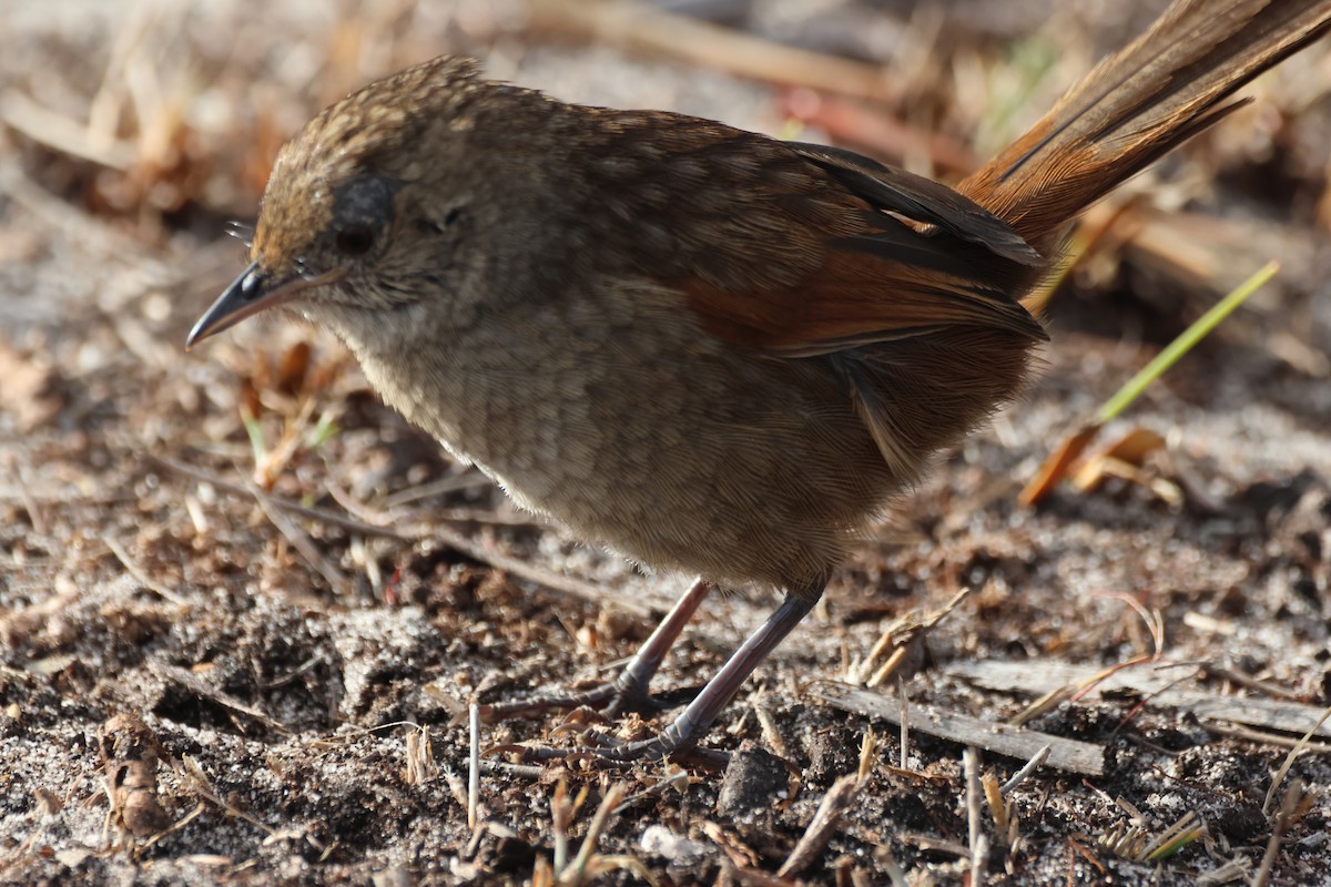 Western Bristlebird - ML617961750