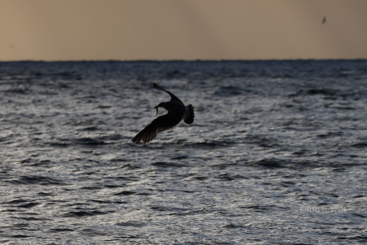 Yellow-legged Gull - ML617961782