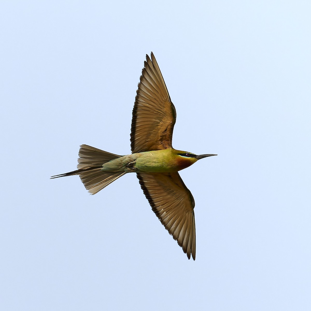 Blue-tailed Bee-eater - ML617961785