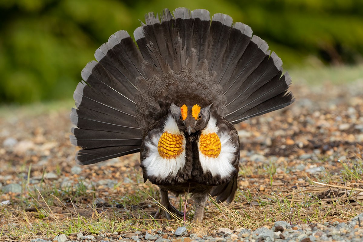 Sooty Grouse - ML617961790