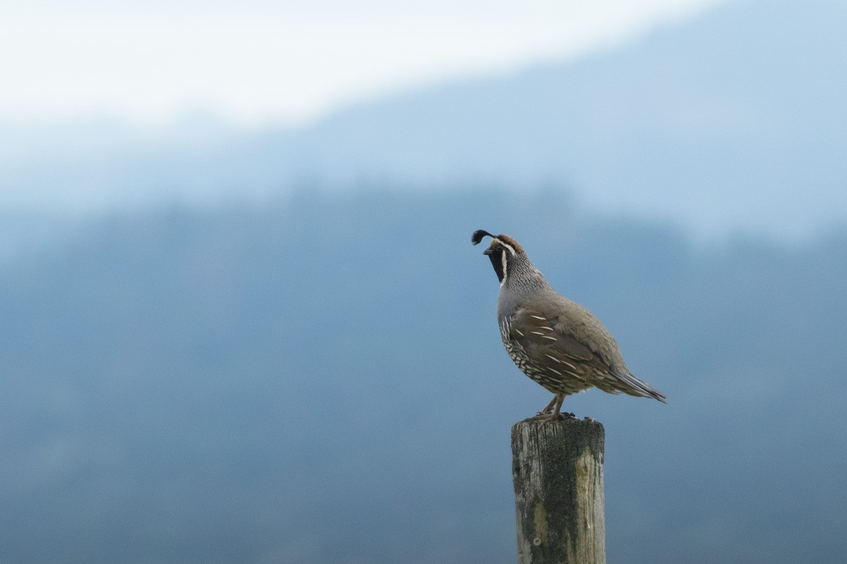 California Quail - ML617961800