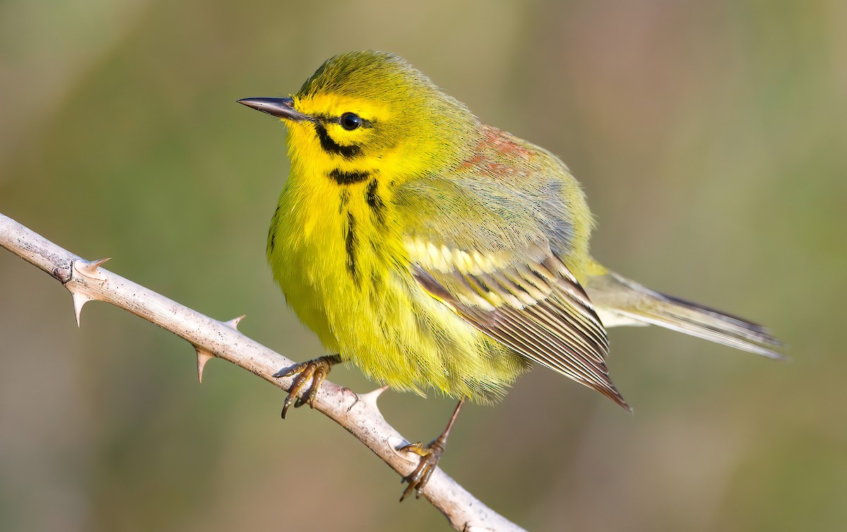 Prairie Warbler - ML617961807