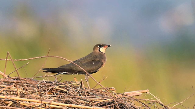 Oriental Pratincole - ML617961814