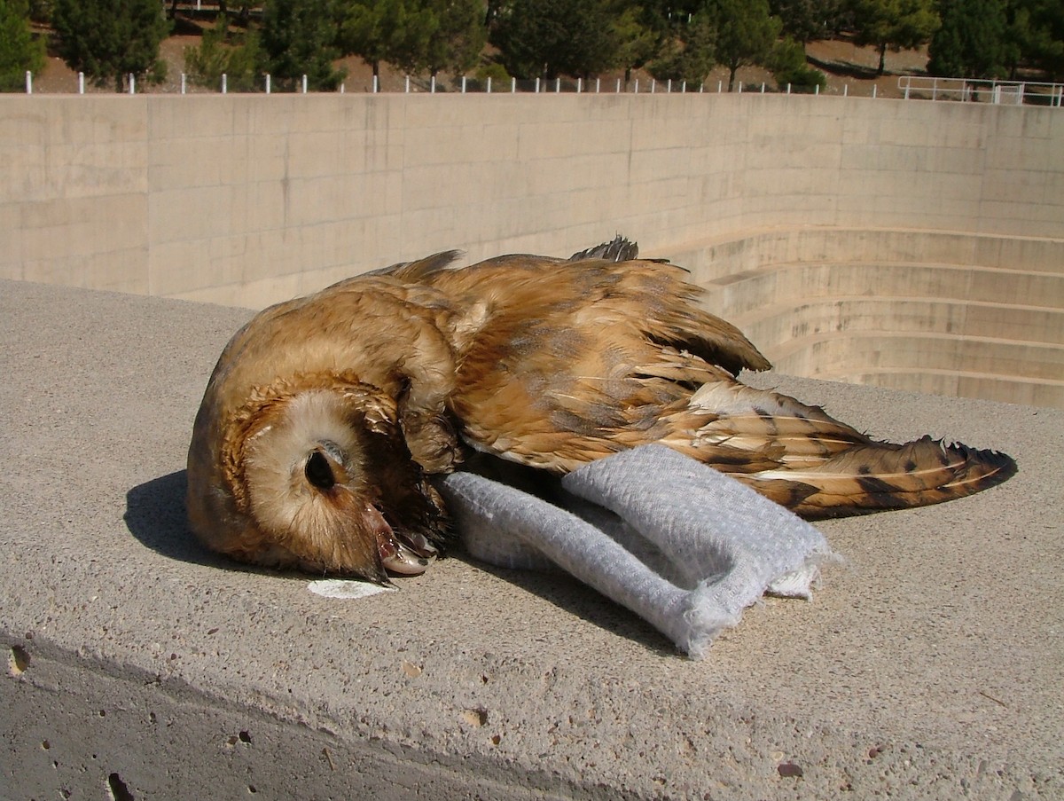 Barn Owl - ML617961840