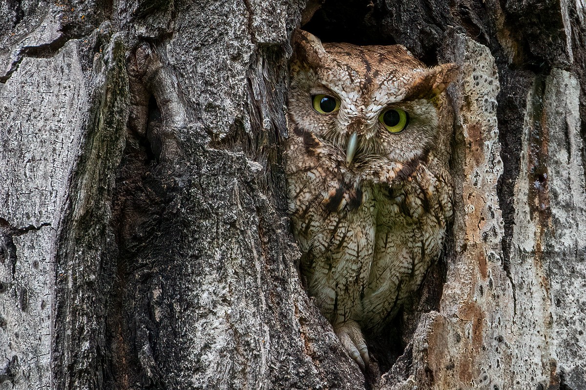 Western Screech-Owl - ML617961862