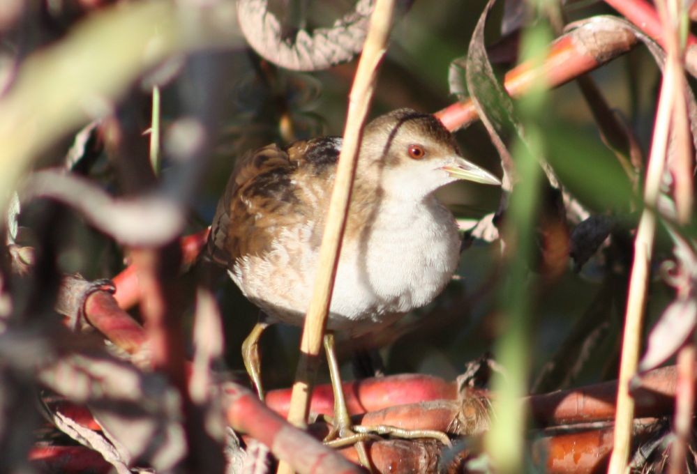 Little Crake - ML617961865