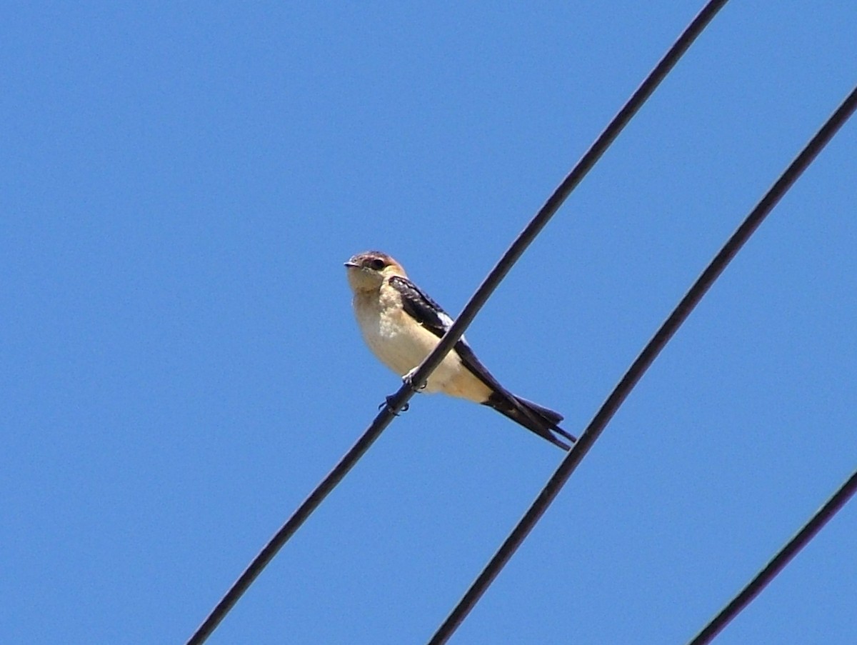 Red-rumped Swallow - ML617961868