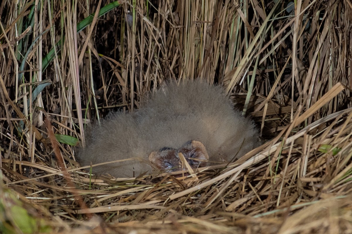 Australasian Grass-Owl - Ben Tsai
