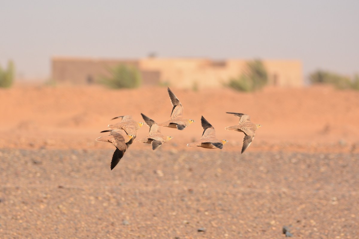 Crowned Sandgrouse - ML617961977