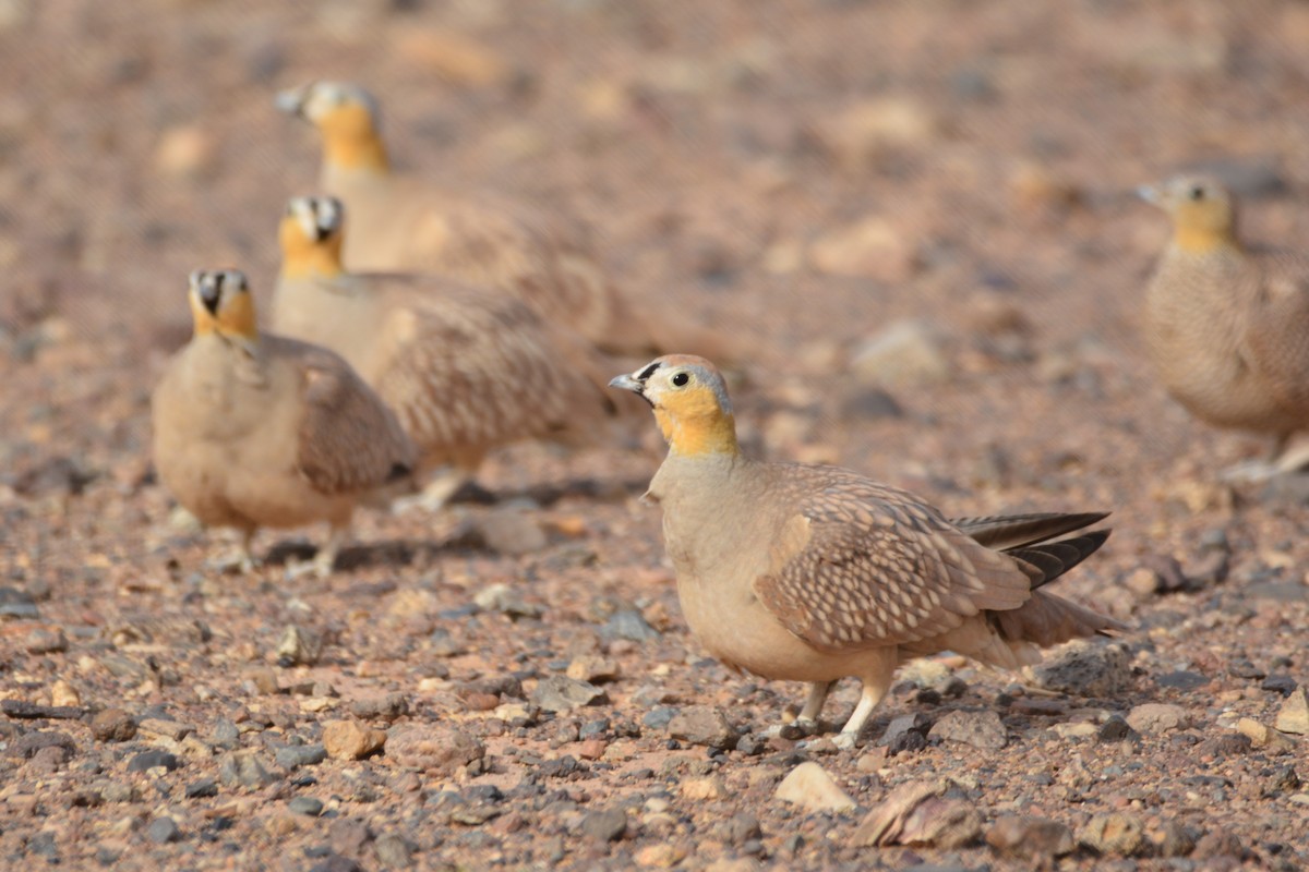 Crowned Sandgrouse - ML617961978